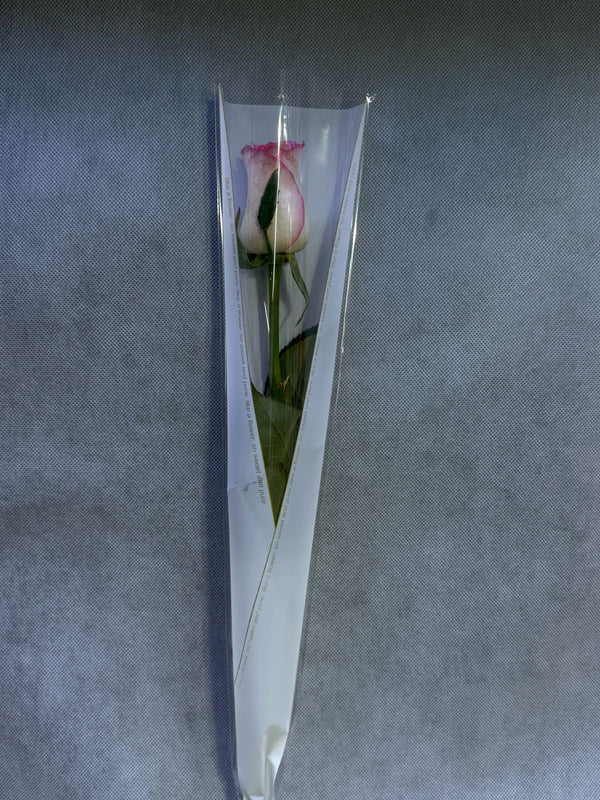 Single Double Pink Rose In White Wrapping