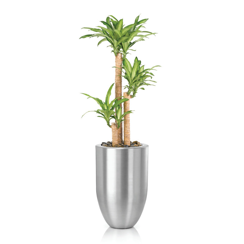 Dracaena Massangeana - 3pp