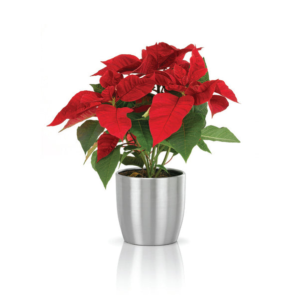 Poinsettia