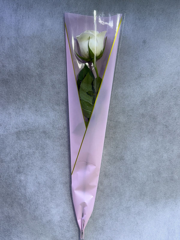 Single White Rose In Pink Wrapping