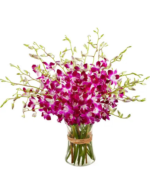 Purple Dendrobium Orchids in Vase